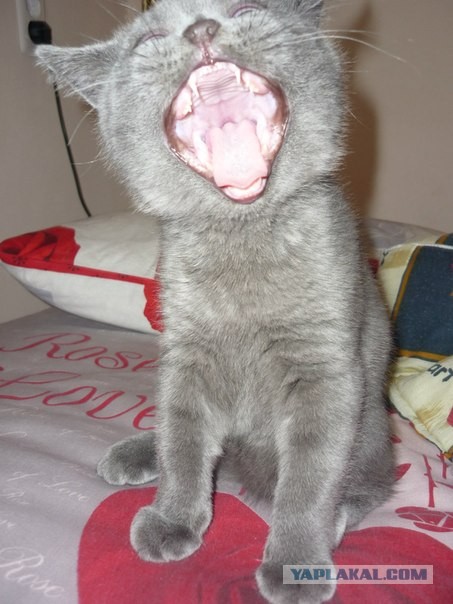Котовторник 9.07.2013