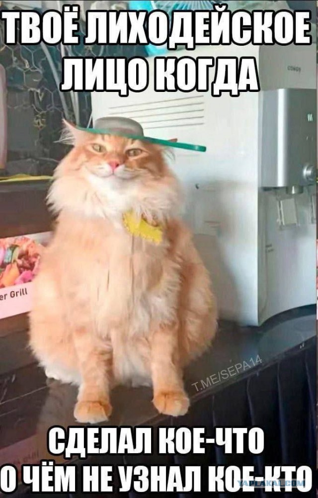 К котовторнику: подборка картинок-баянов с котиками и про котиков. Выпуск 32.