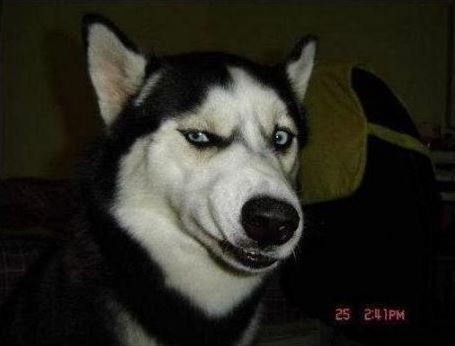 Это моя корова, и я ее дою...