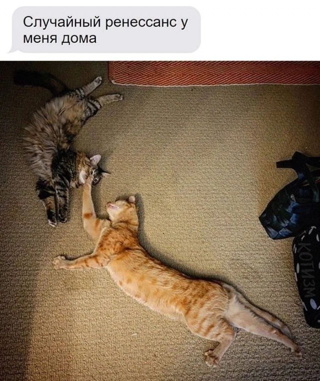 К котовторнику: подборка картинок-баянов с котиками и про котиков. Выпуск 40.