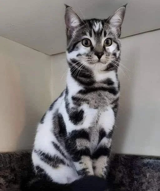 Котеек необычных псто