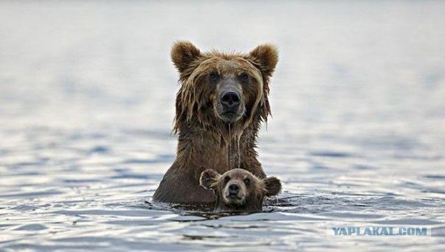 Животные