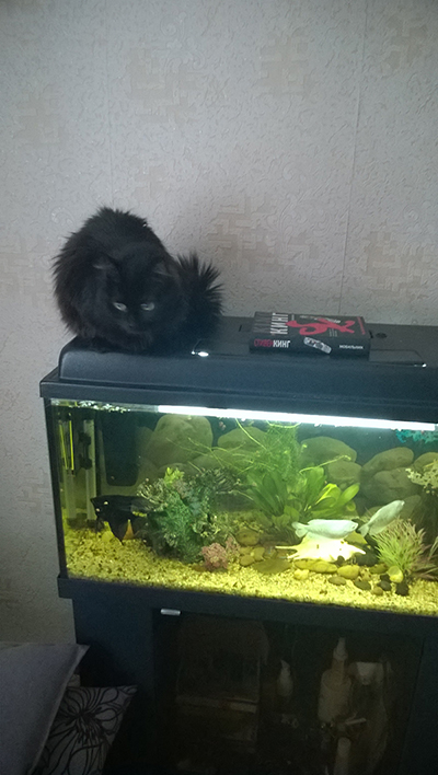 Котовторник 06.01.2015