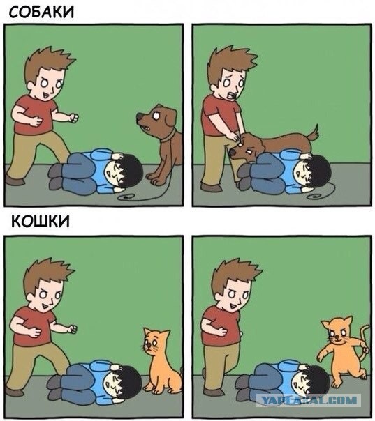 Кот психанул.