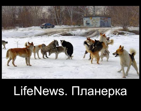 Сотрудник Lifenews гавкает на украинских коллег
