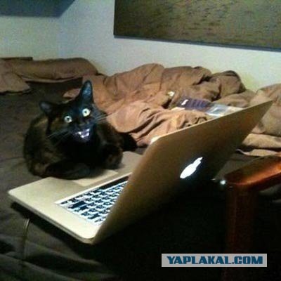 Злые киски