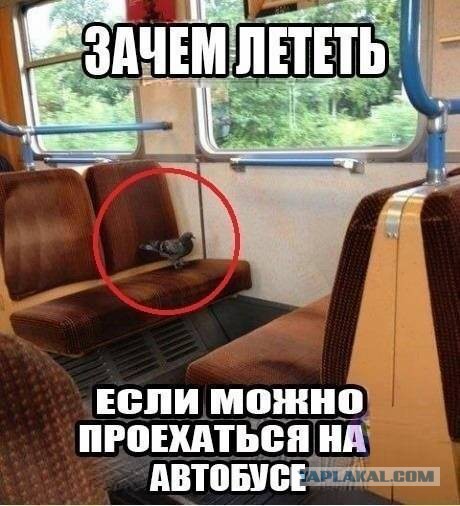 Картинки из сети