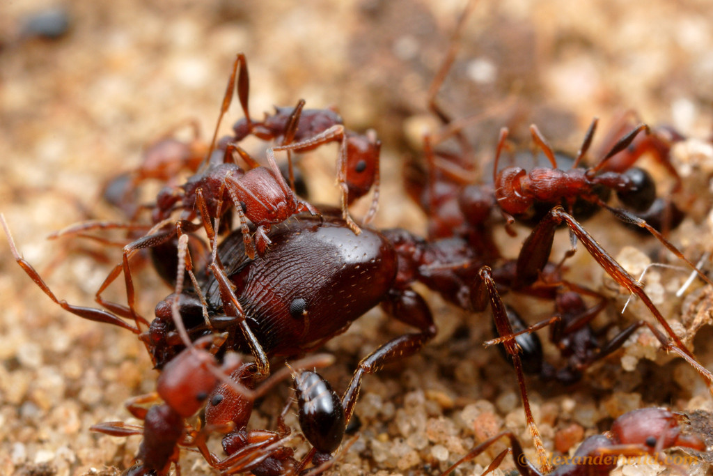 Muravi. Saltator муравей. Муравьи воины фейдоле. Муравьи-суперсолдаты ( Pheidole). Красные муравьи термиты.