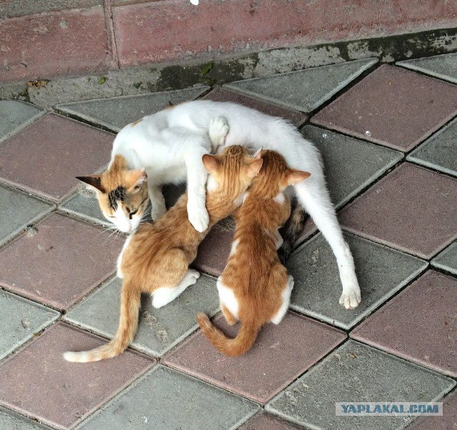 Котовторник 04.08.2015