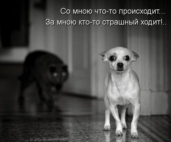 Собакины