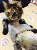 Котовторник 22.12.2015