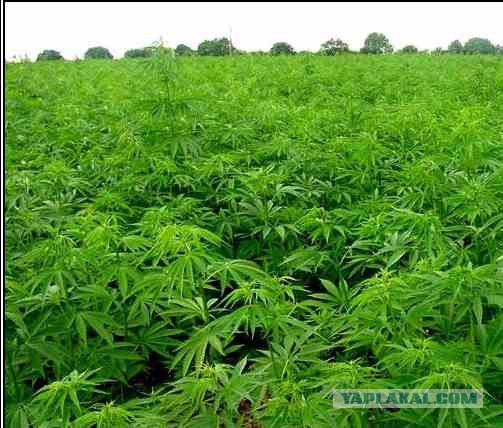 Лапландский нож из говна и палок