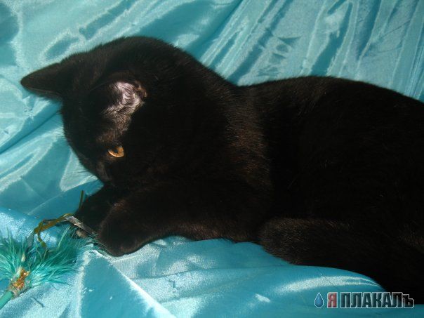 Вторничный котомёт!