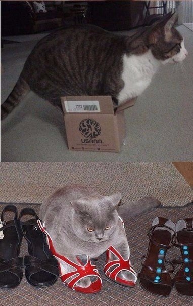 Божьи твари