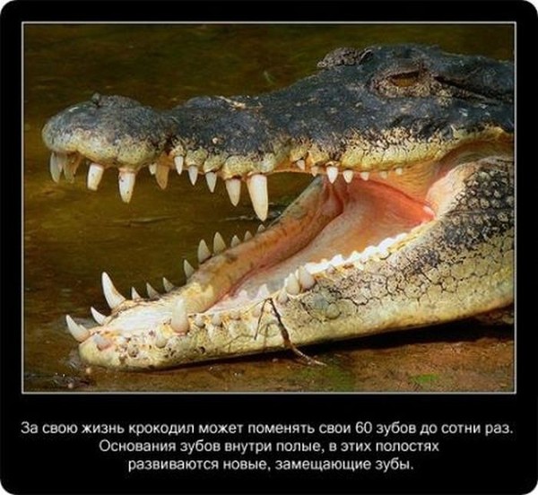 Про крокодилов