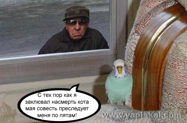 Барсик и Кеша (жесть)