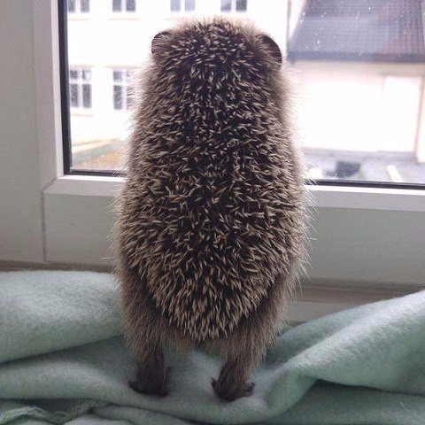 Прикольные животные
