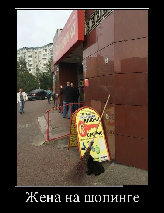 Коты из сети