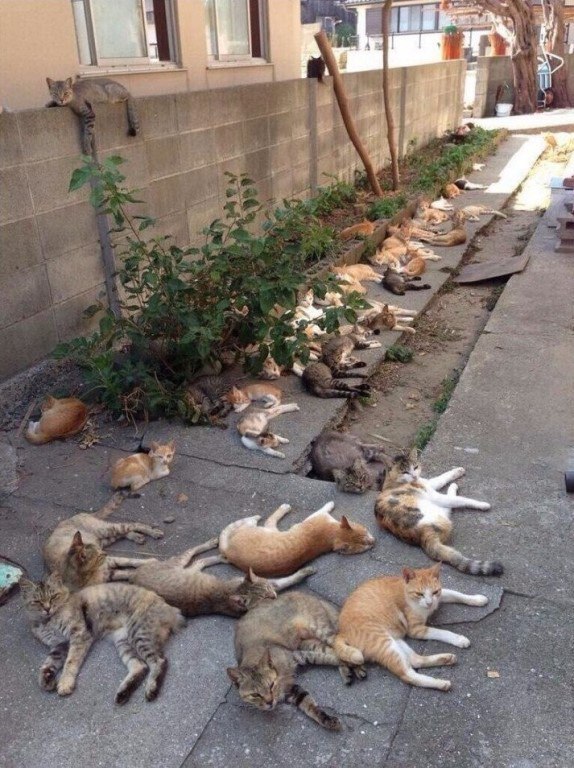 Коты из сети