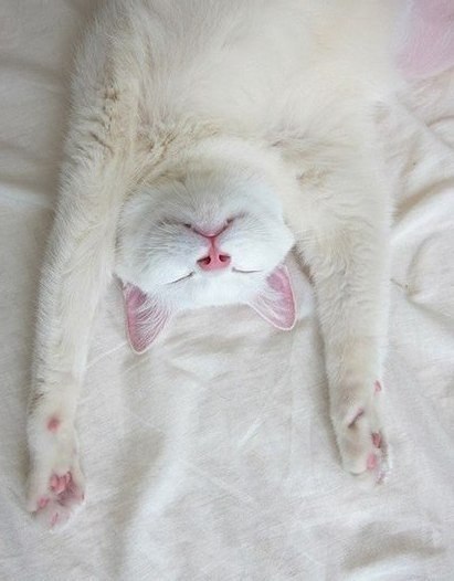 Коты из сети