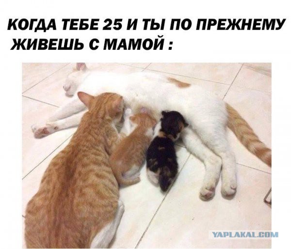 Выкинули плохую бабу на помойку