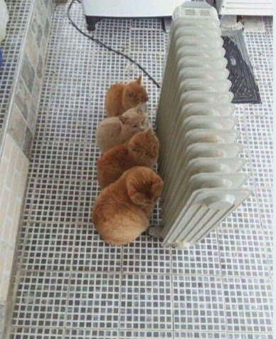 Коты и Кошки