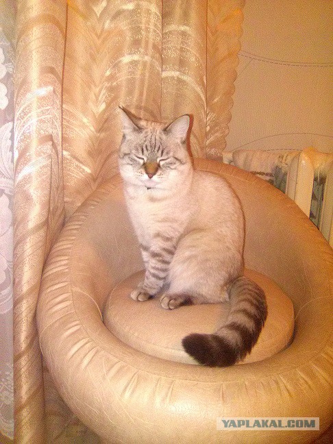 Даже когда взрослеют, эти кошки выглядят как котята. И их котята тоже выглядят как котята