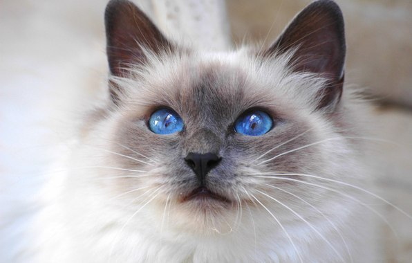 Коты и Кошки