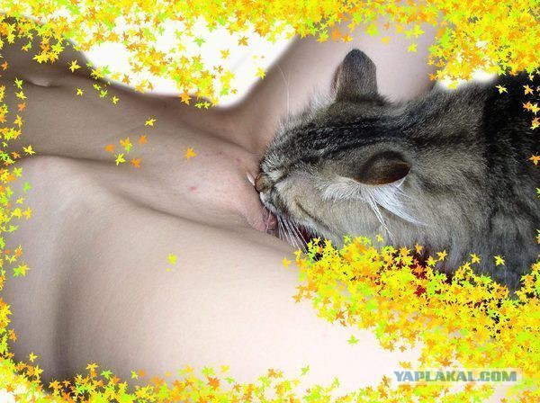 Котовторник ждали? А вот и он!