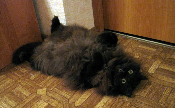 Котовторник 4.01.2011 - первый котовторник года