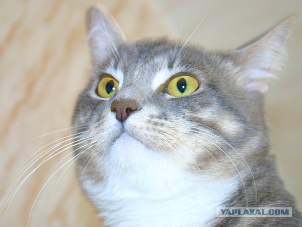 Состоятельный котовторник