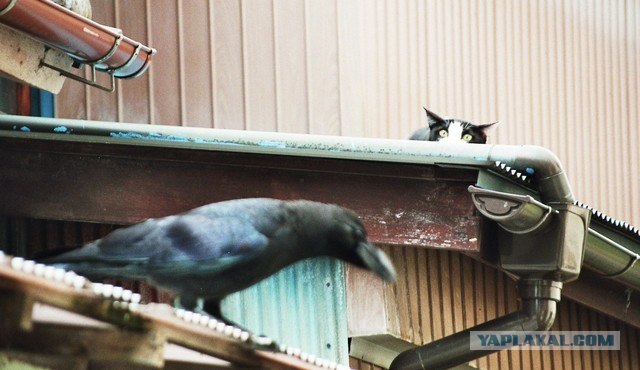 Котовторник 1.11.11