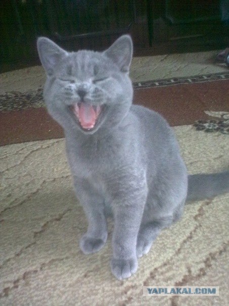Котовторник 10.04.2012