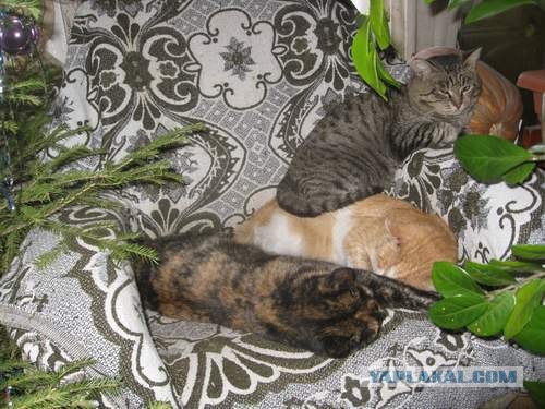 Новогодний Котовторник 01.01.2013