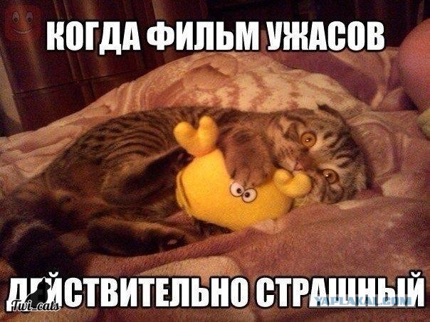 Немного картинок для настроения 04.10.20