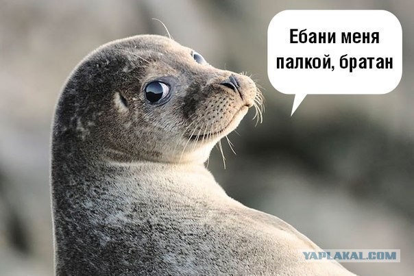 Путин утвердил увеличение штрафов за неподчинение силовикам
