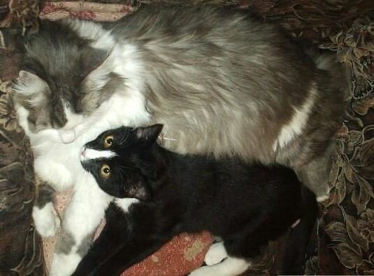 Совпало же? В котовторник