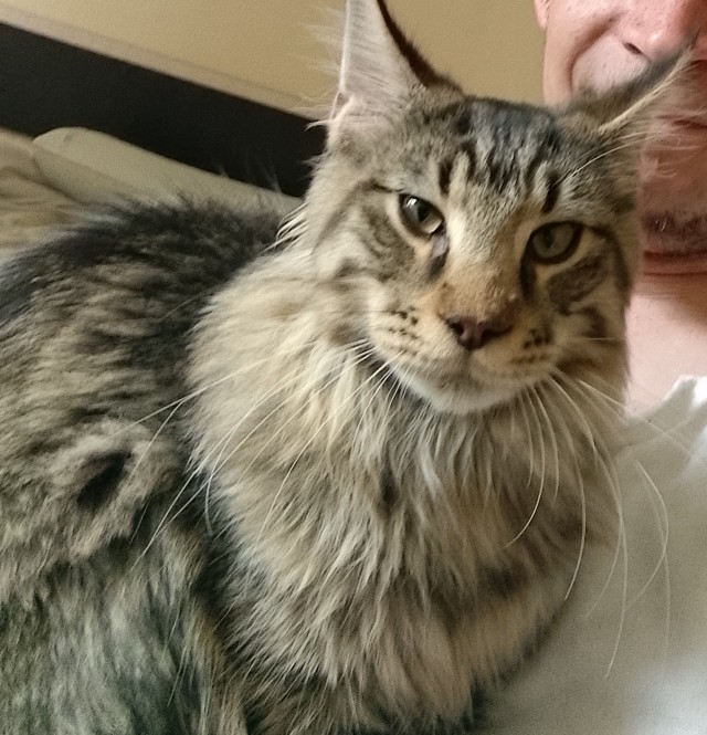 Разбился кот