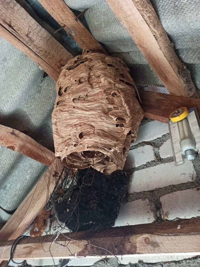 Радикальные меры борьбы с шершнями.