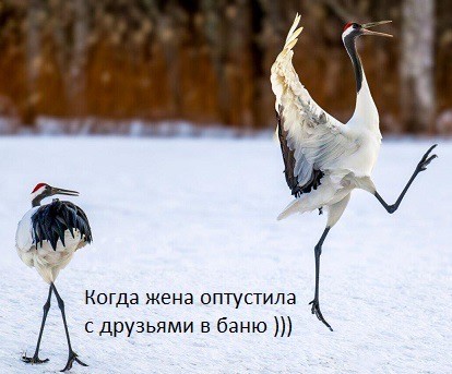 Веселое настроение в картинках (14.05.2026)