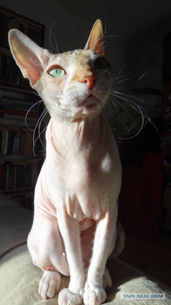 Про спасенных котеек