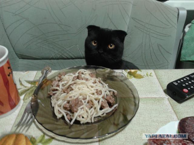 Эй, хозяева! Я проснулась и....