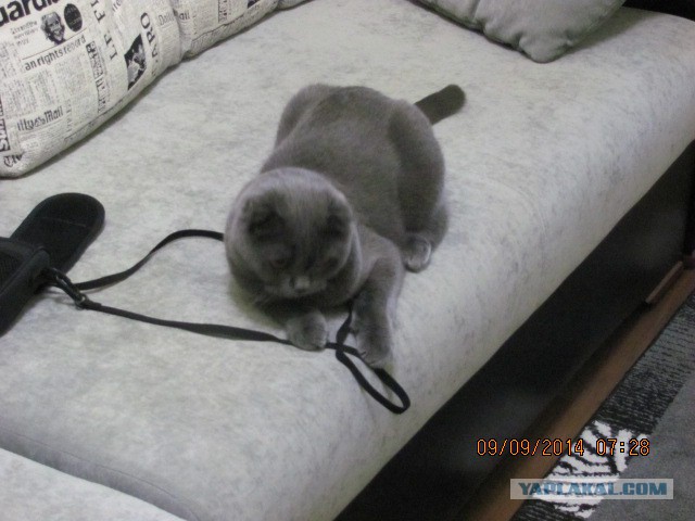 Котовторник 09.09.2014