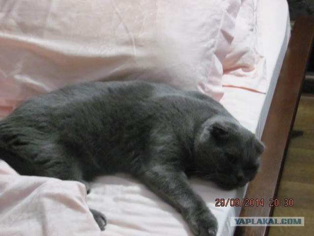 Котовторник 30.09.2014