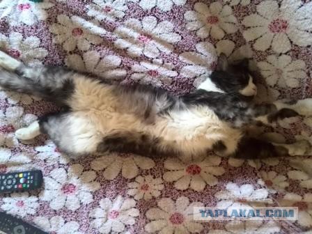 Котовторник