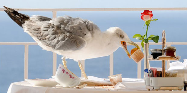 Наглые пернатые морды