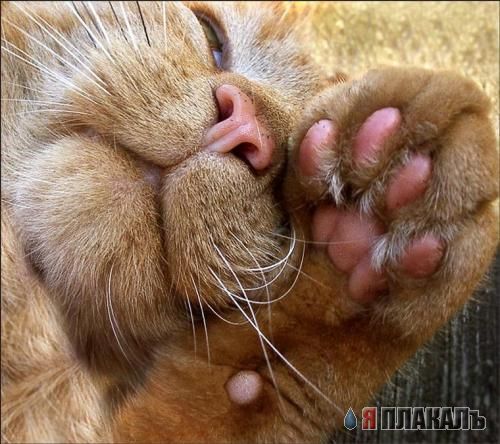 Коты, кошки, котята