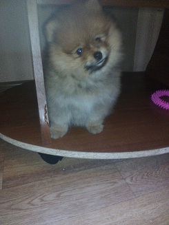 Щенки, которые выглядят как медвежата.