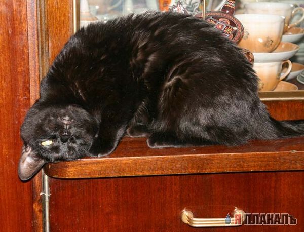 Коты, кошки, котята