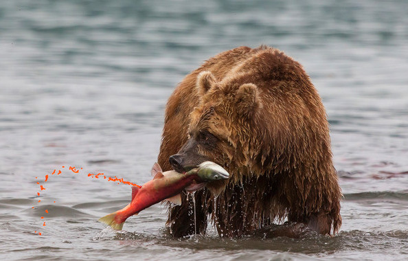 Утомленные икрой: какая она, жизнь на Камчатке?